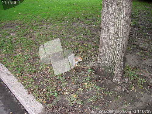 Image of squirrel