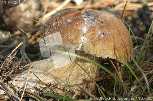 Image of mushrooms