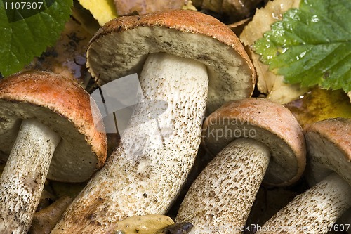 Image of mushrooms