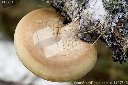 Image of mushrooms on the birch trunk (Ganoderma applanatum).