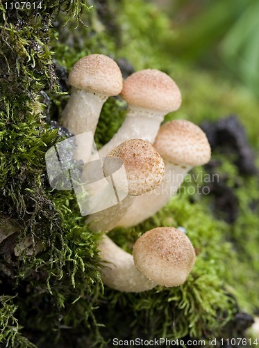 Image of mushrooms