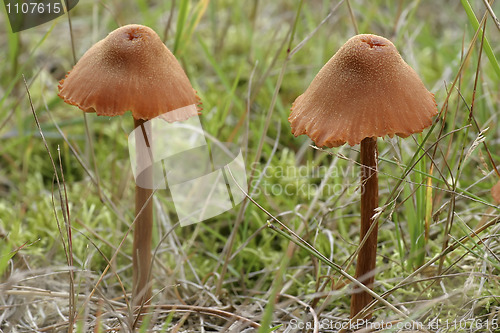 Image of mushrooms