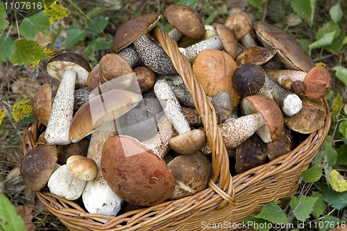 Image of basket with mushrooms