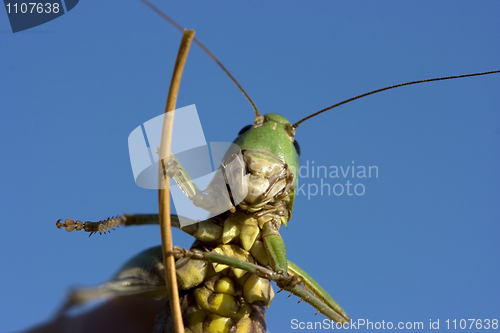 Image of Insect a green grasshopper