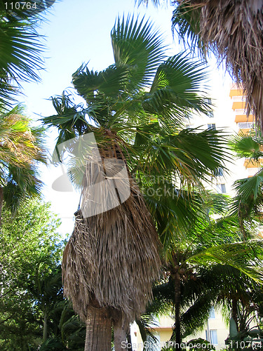 Image of Palm trees 2