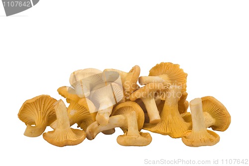 Image of  group of chanterelle mushrooms