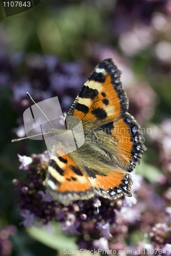 Image of butterfly 