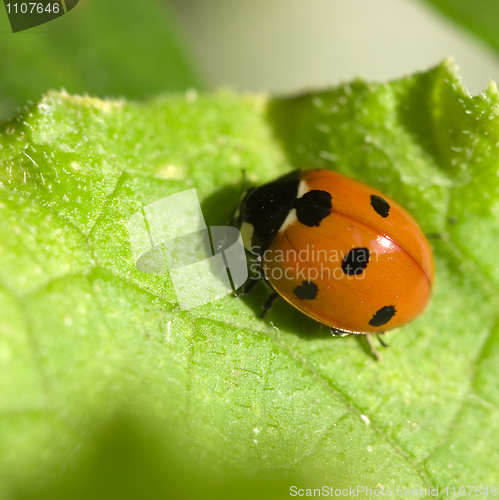 Image of insect of a ladybird on green sheet