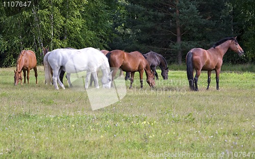 Image of Herd of horses on a meadow