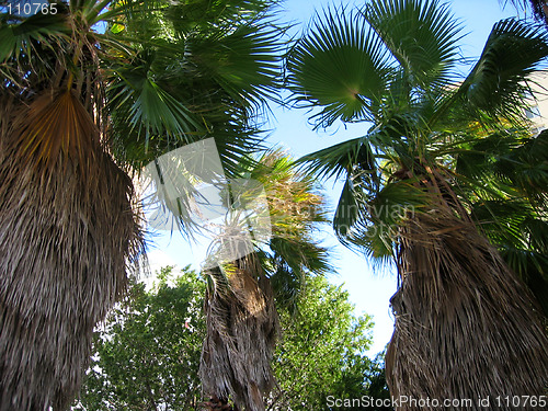 Image of Palm trees