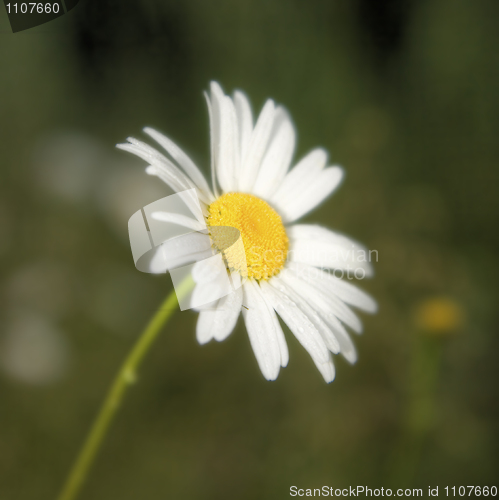 Image of camomile 