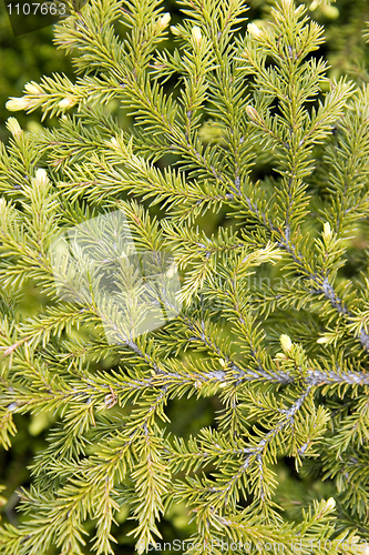 Image of Fur-tree branch