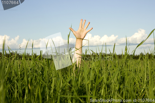 Image of Hand in a grass