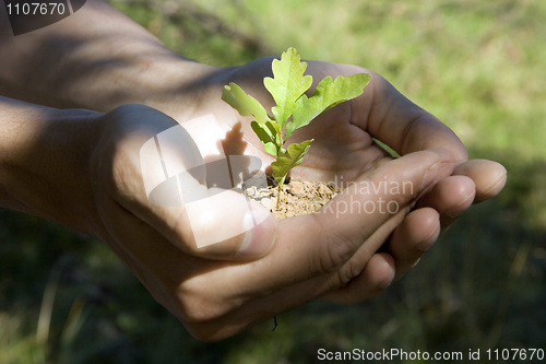 Image of oak