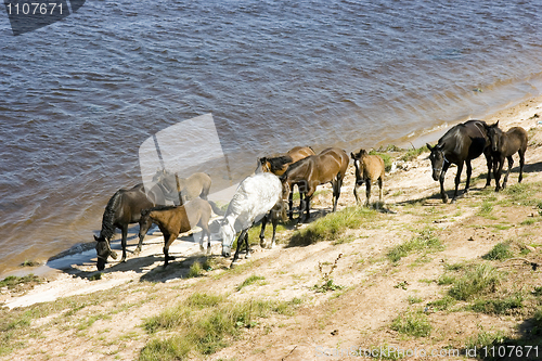 Image of Grazed on river bank herd of horses