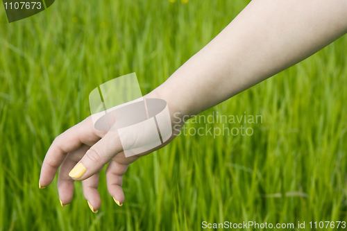 Image of Female hand