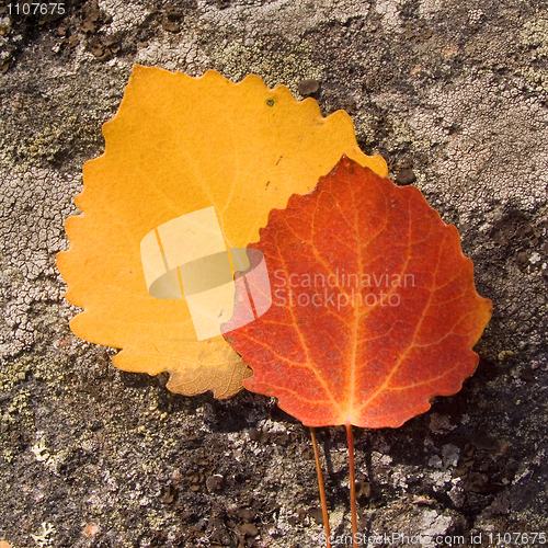 Image of Autumn leaves