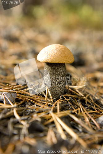 Image of Aspen mushroom in coniferous wood