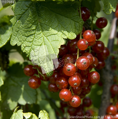 Image of red currant