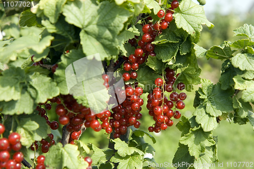 Image of Red currant