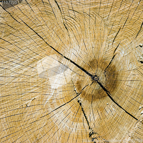 Image of Photo of a structure of the cut tree