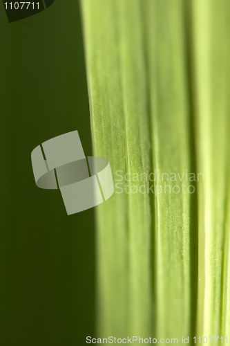 Image of Macrophoto of green sheet