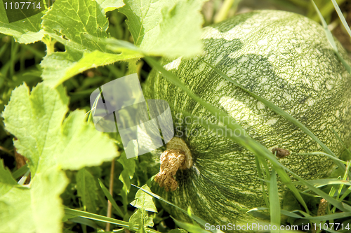 Image of pumpkin 