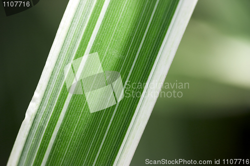 Image of Striped sheet closeup