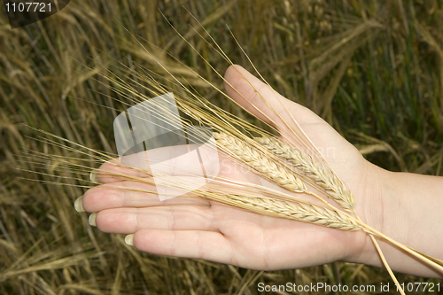 Image of Ear on a palm