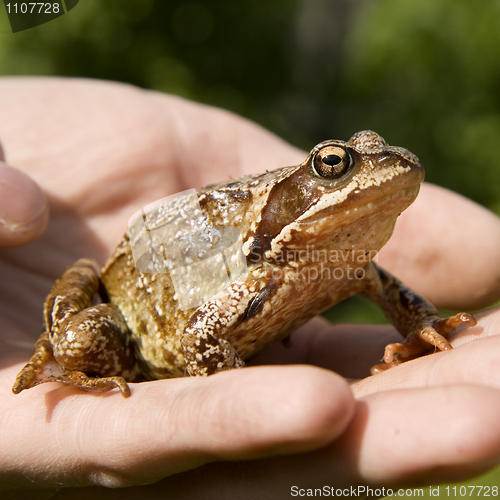 Image of frog