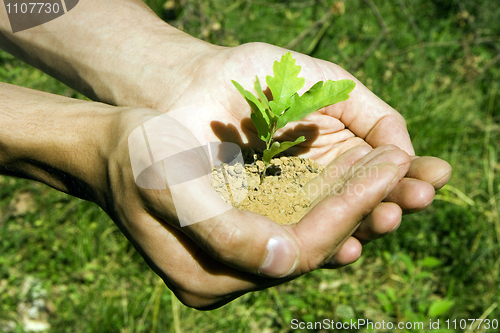 Image of Small tree in hands