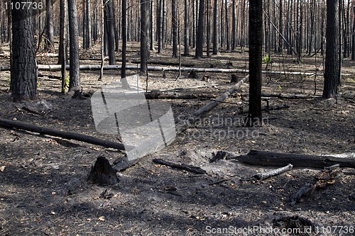 Image of Burnt forest