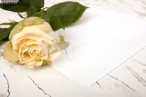 Image of Yellow rose