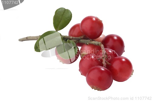 Image of Bunch of fresh cranberries