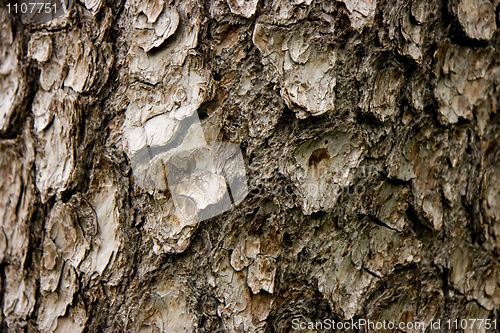 Image of bark