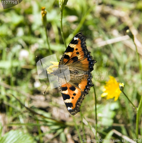 Image of The butterfly in wood