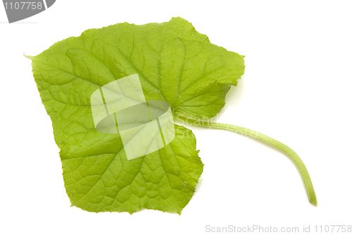 Image of Cucumber sheet