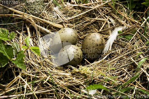 Image of egg