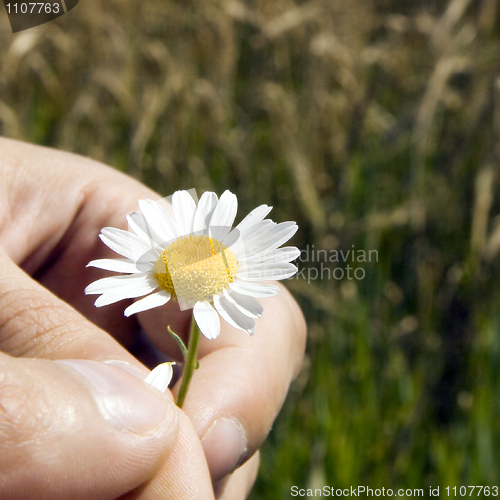 Image of Guessing on a camomile