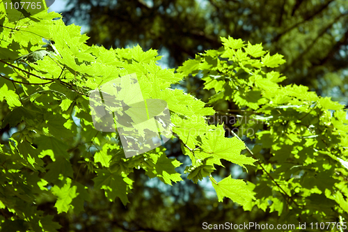 Image of Green foliage of an acacia