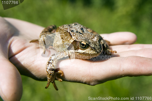 Image of frog