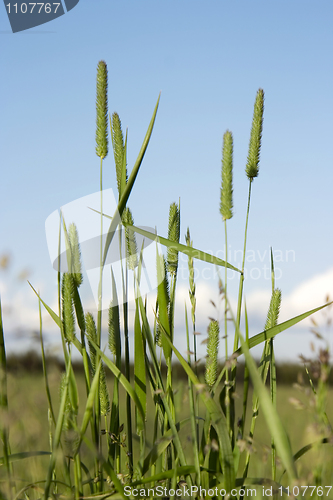 Image of green grass