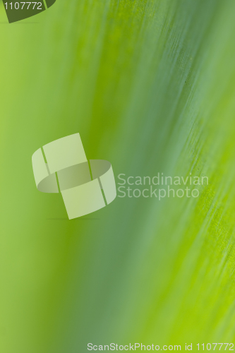 Image of Green background