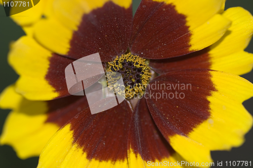 Image of Flower closeup