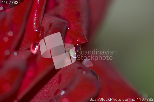 Image of Dew drop on a petal of a red rose
