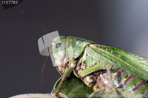 Image of grasshopper