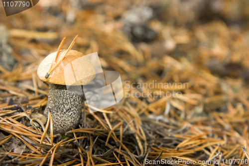 Image of Aspen mushroom