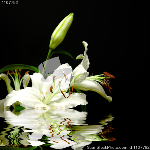 Image of White flowers and reflexion