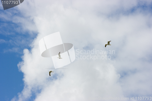 Image of Birds soaring in the summer sky