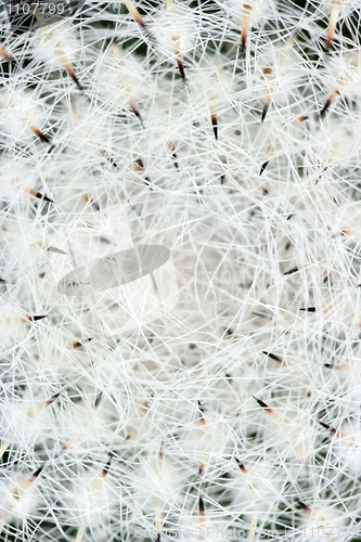 Image of Abstract photo of a cactus